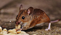24 Hour & Emergency Exterminators in Vinita, OK